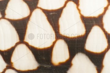 Close-up of a marbled Cone