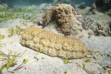 Sea cucumber Reef Master island in New Caledonia