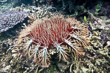 Spiny starfish island Marine Reserve Master New Caledonia