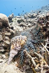 Triton enamel on a thorny starfish New Caledonia