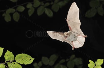 Bechstein's bat flying Belgium