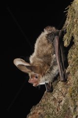 Bechstein's bat on a trunk Belgium
