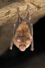 Blasius Horseshoe Bat hanging in a cave Bulgaria