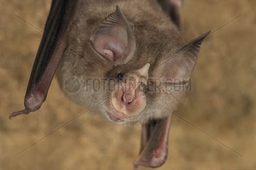 Portrait of Blasius Horseshoe Bat hanging Bulgaria