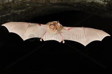 Blasius Horseshoe Bat flying Bulgaria