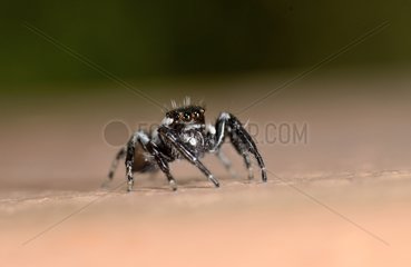 Female Jumping Spider on a wall France