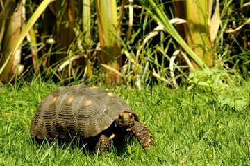 Yellow-footed Tortoise moving in grass in Corsica