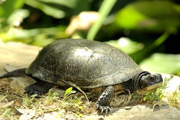 Blanding's Turtle in Corsica
