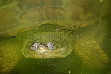 Portrait of a Snapping Turtle in the water surface Corsica
