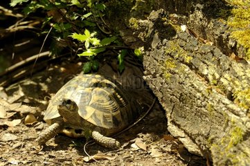 Western Hermann's Tortoise Corsica