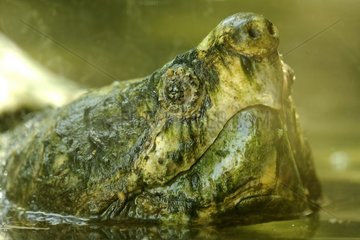 Close-up of head of a Alligator Snapping Turtle in Corsica
