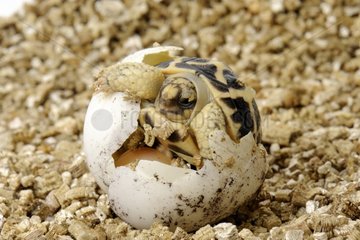 Birth of an Indian Star Tortoise in Corsica