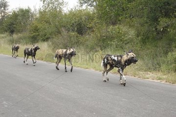 Troop of wild dogs walking on a road Kruger RSA
