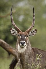 Portrait of Waterbuck male Kruger RSA