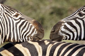 Plain zebra resting on a congener Kruger RSA