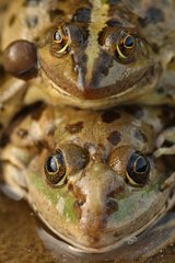 Portrait of a laughing amplexus Frog in a pond