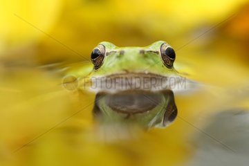 Portrait of a Mediterranean Tree Frog in Camargue France