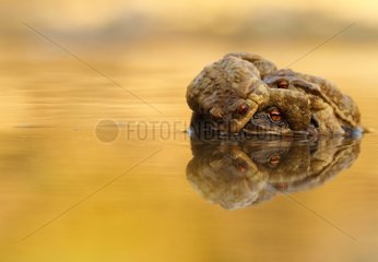 Trio of common toads in a pond in amplexus France
