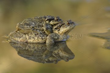 Couple of common toads in amplexus winter France