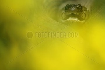 Female Grass Snake near a pond in spring Lorraine France