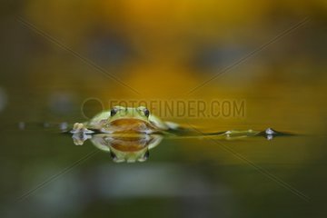 Tree frog swimming in a reed Gard France