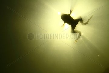 Marsh frog photographed underwater against days