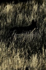Black-backed jackal in tall grass Kgalagadi South Africa