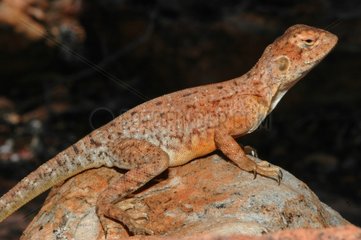 Central Netted Dragon on rock King Canyon Australie