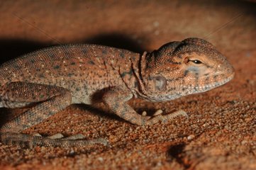 Central Netted Dragon on sand King Canyon Australie