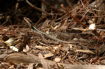 Long Nosed Dragon in forest McDo Park Australie