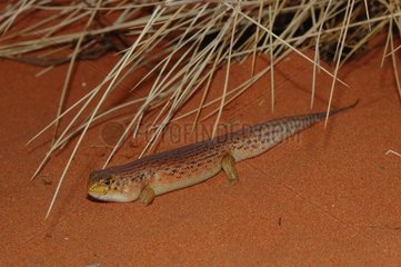 Desert skink on sand Alice Spring Australie