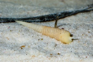 Auger Snail on a sandy bottom New Caledonia