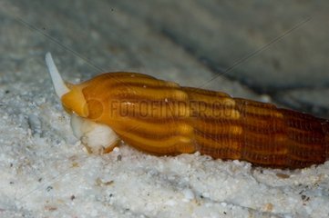 Auger Snail on a sandy bottom New Caledonia