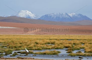 Wetland and Volcan El Tatio Atacama Desert Chile Andes