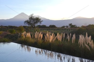Swimming pool Tierra Atacama and Licancabur volcano Chile