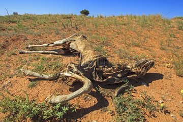 Eland dead of illness in the Kalahari Desert