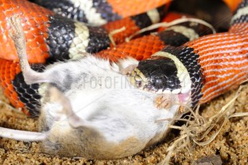 Milk snake swallowing a mouse terrarium France