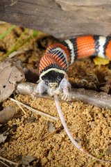 Milk snake swallowing a mouse terrarium France