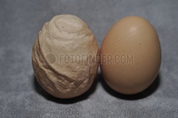 Herd Hen egg and normal Hen egg