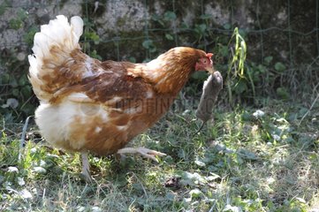 Domestic fowl having caught a land Vole France