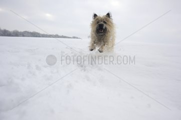 Cairn Terrier running in the snow France