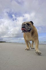English bulldog on a sandy beach Australia