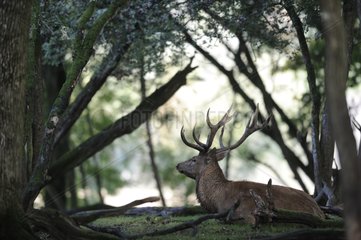 Male red deer lying in the undergrowth Lorraine France