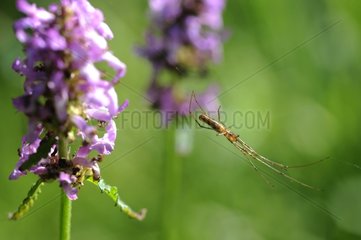 Four-jawed spider on its web and flowers Lorraine France