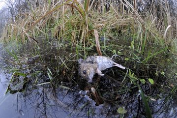 Field Mouse died in a frozen marsh Prairie Fouzon France