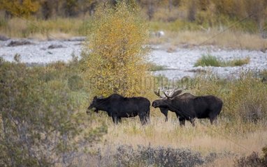 Pair of Moose during the rut Grand Teton NP USA
