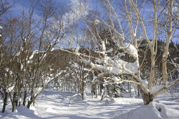 Winter landscape Hokkaido Japan