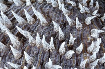 Coral-mushroom white tentacles Bali Indonesia