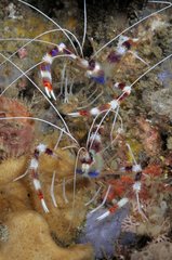 Banded coral shrimp around Bali Indonesia