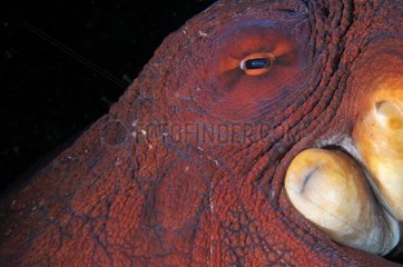 Closeup of an octopus around the island of Bali Indonesia